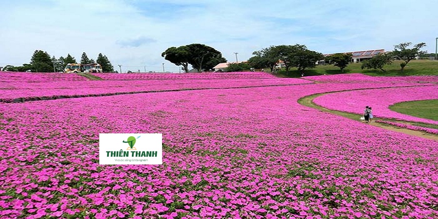 Du Lịch Nhật Bản - Nông trại Mother Farm, Chiba