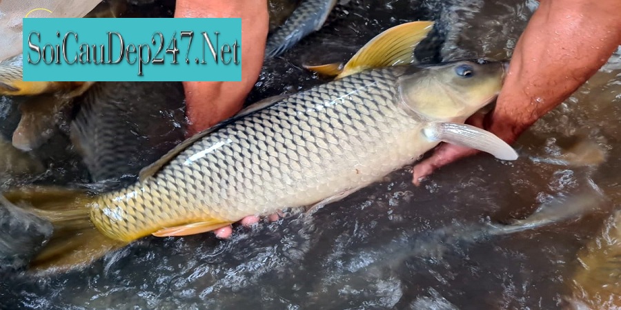 Mơ Thấy Bắt Cá Đánh Con Gì ?