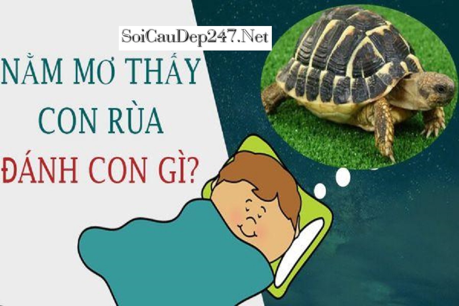 Mơ Thấy Rùa Đánh Con Gì?