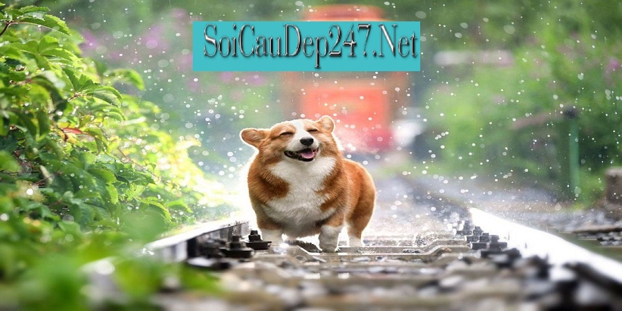 Nằm Mơ Thấy Chó Con Đánh Con Gì?